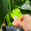 ubloomd green indoor plant traps