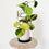 urban greenhouse black swirl plant trellis