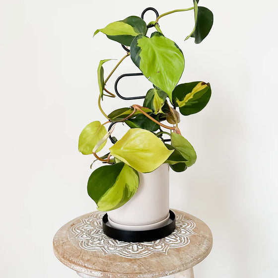 urban greenhouse black swirl plant trellis