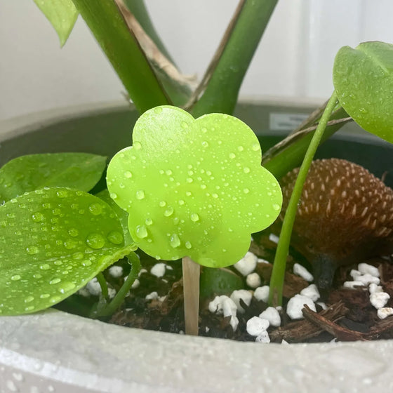 ubloomd green indoor plant traps