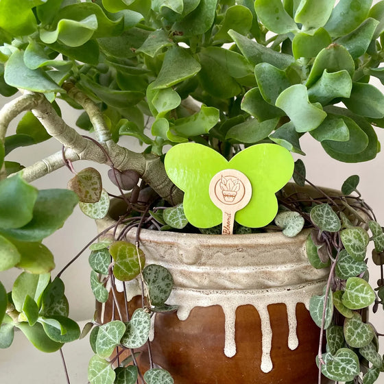 ubloomd green indoor plant traps