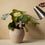 audo copenhagen hydrous watering stick | set of 2