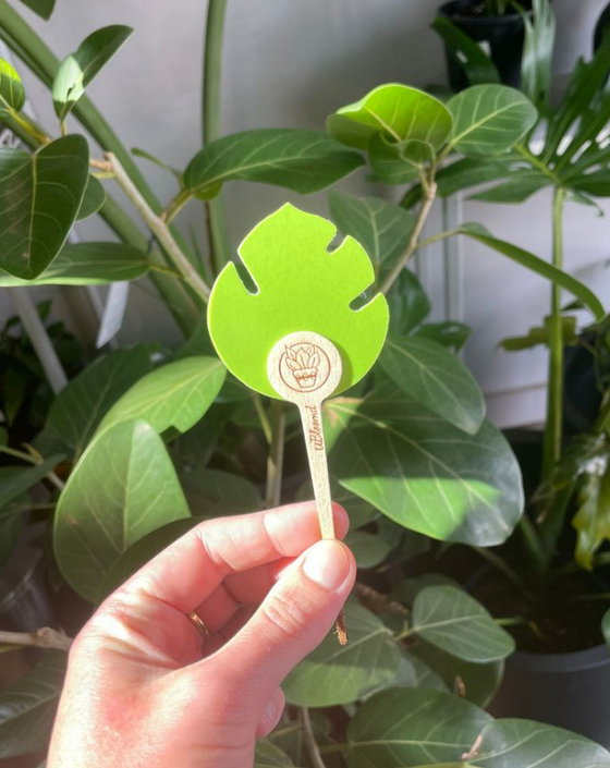 ubloomd green indoor plant traps