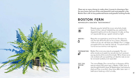 little book of house plants and other greenery | emma sibley