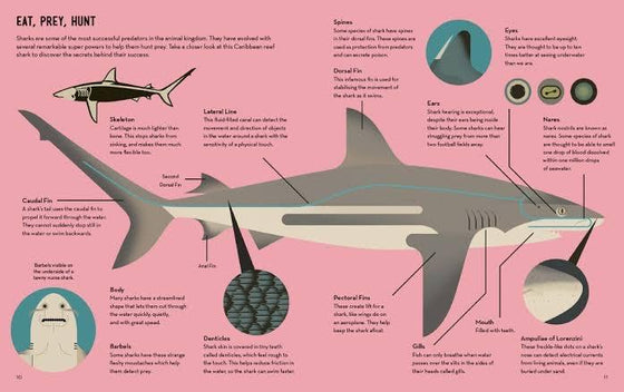 smart about sharks | Owen Davey